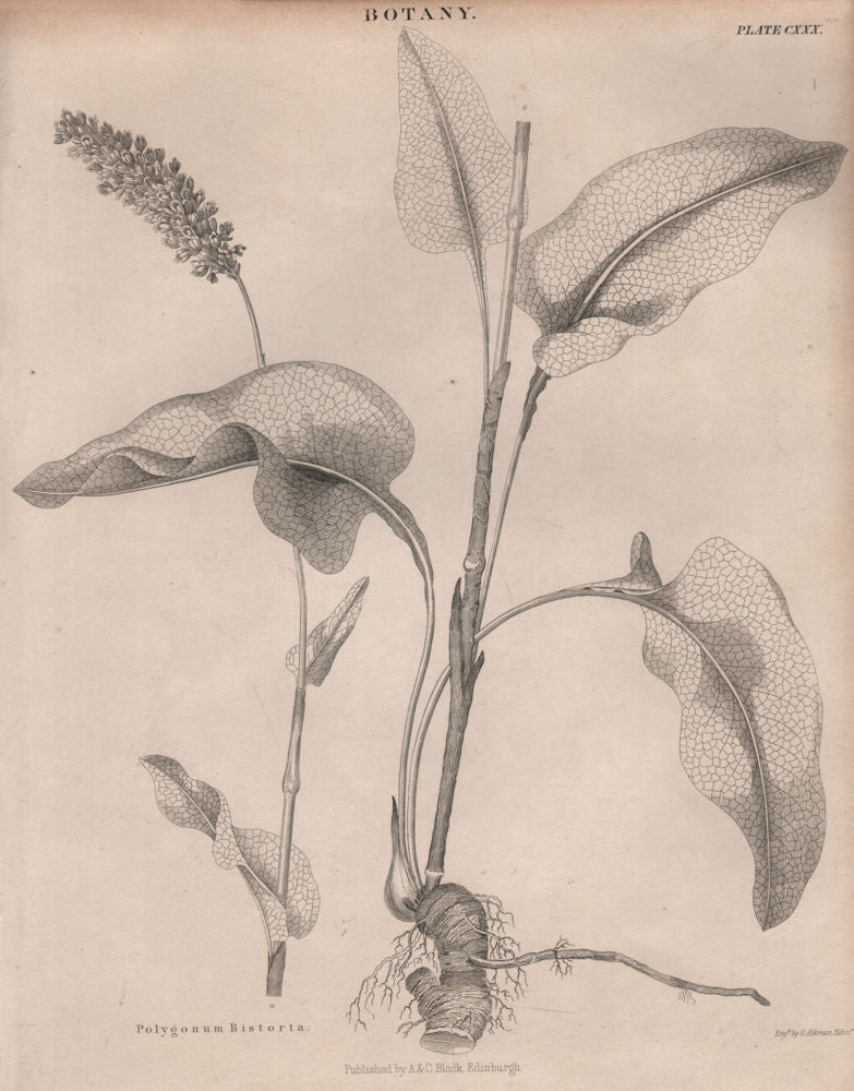 Polygonum Bistorta (bistort, common bistort). BRITANNICA 1860 old print